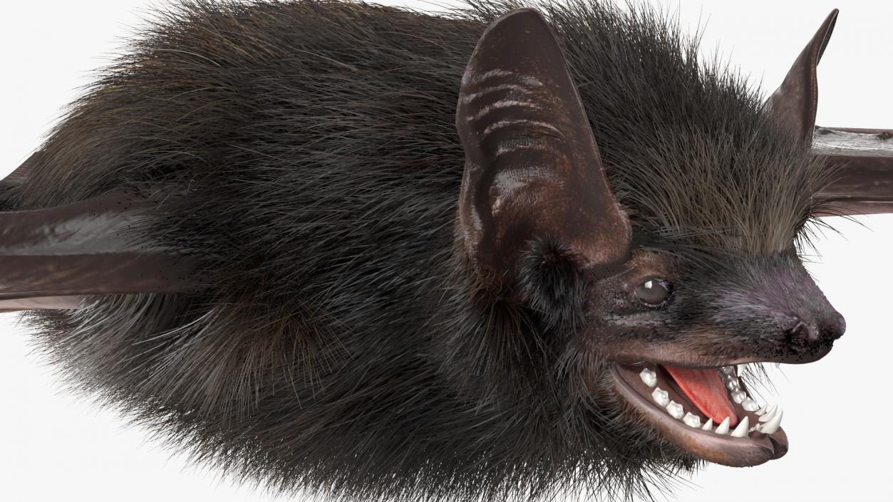 3D Black Bat Fur model