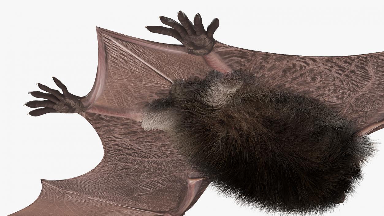 3D Black Bat Fur model