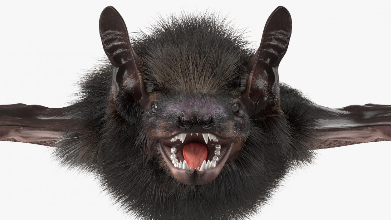 3D Black Bat Fur model