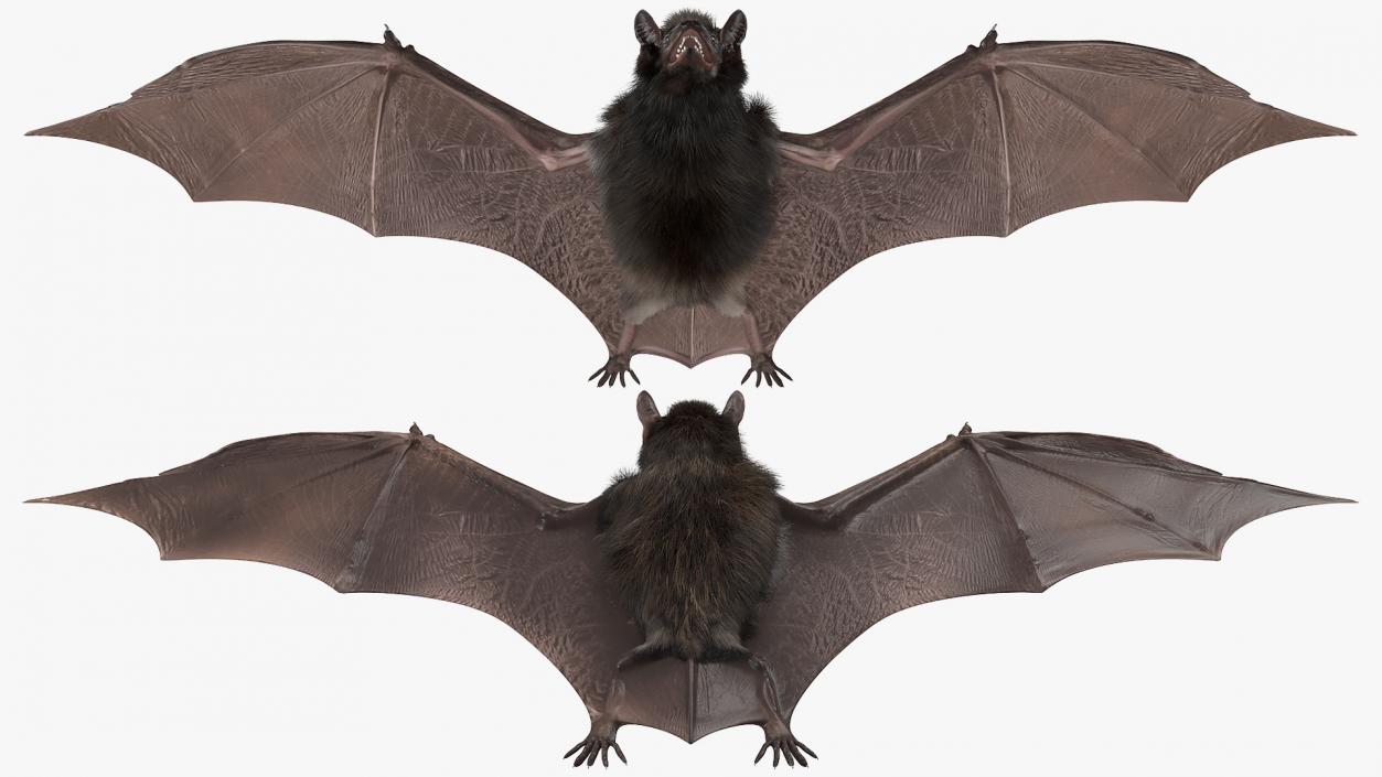 3D Black Bat Fur model