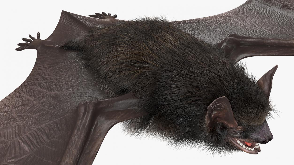 3D Black Bat Fur model