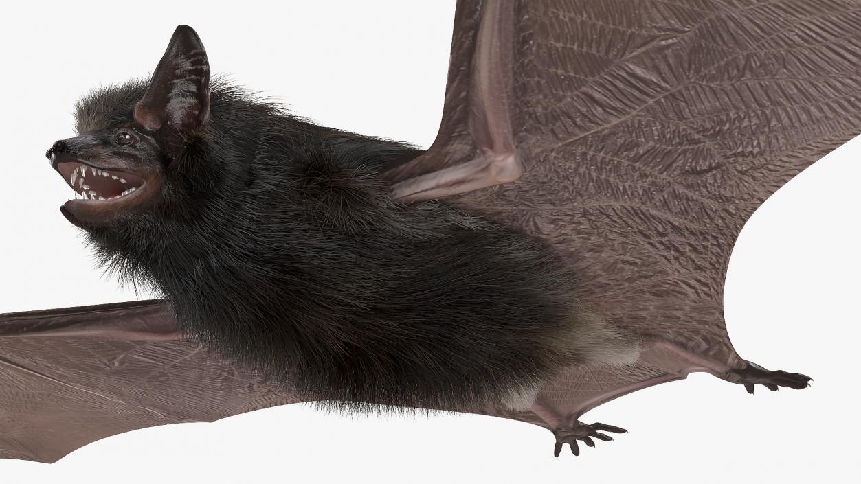 3D Black Bat Fur model