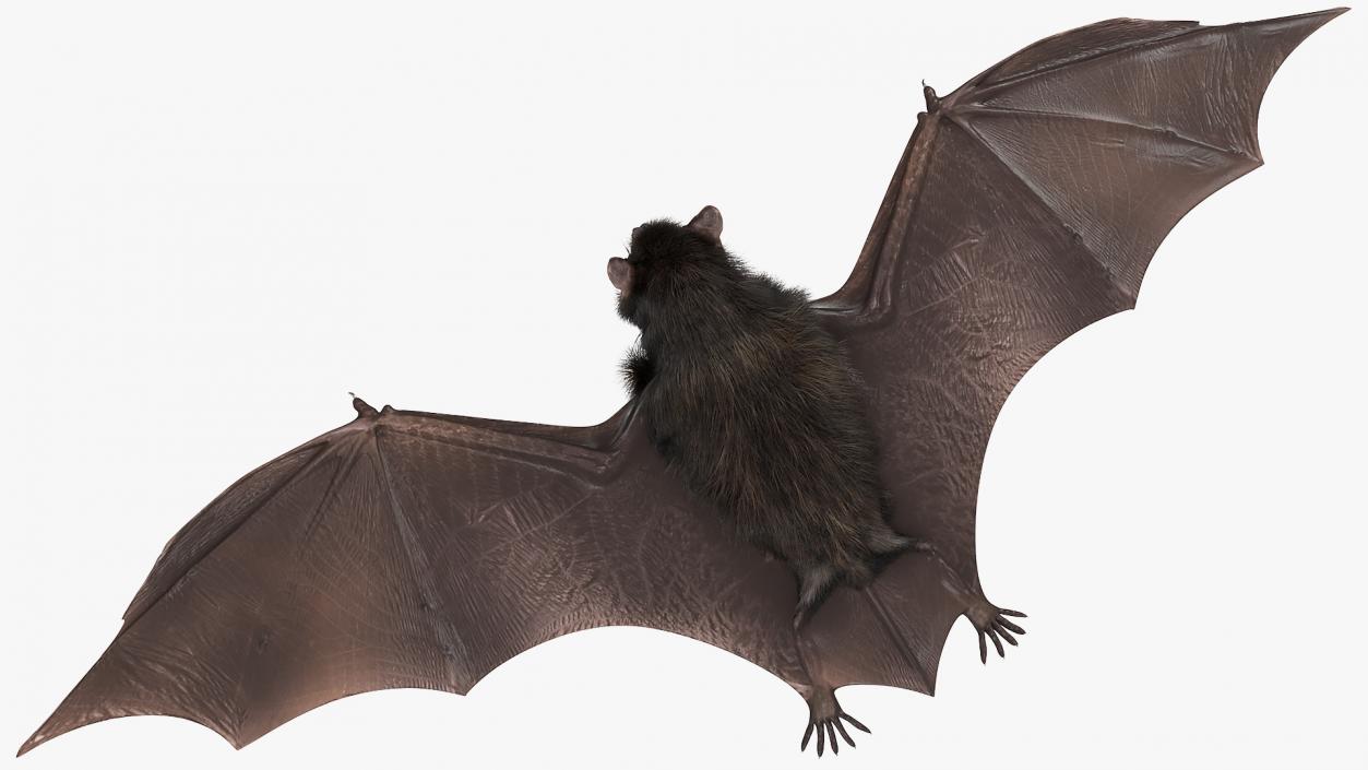 3D Black Bat Fur model