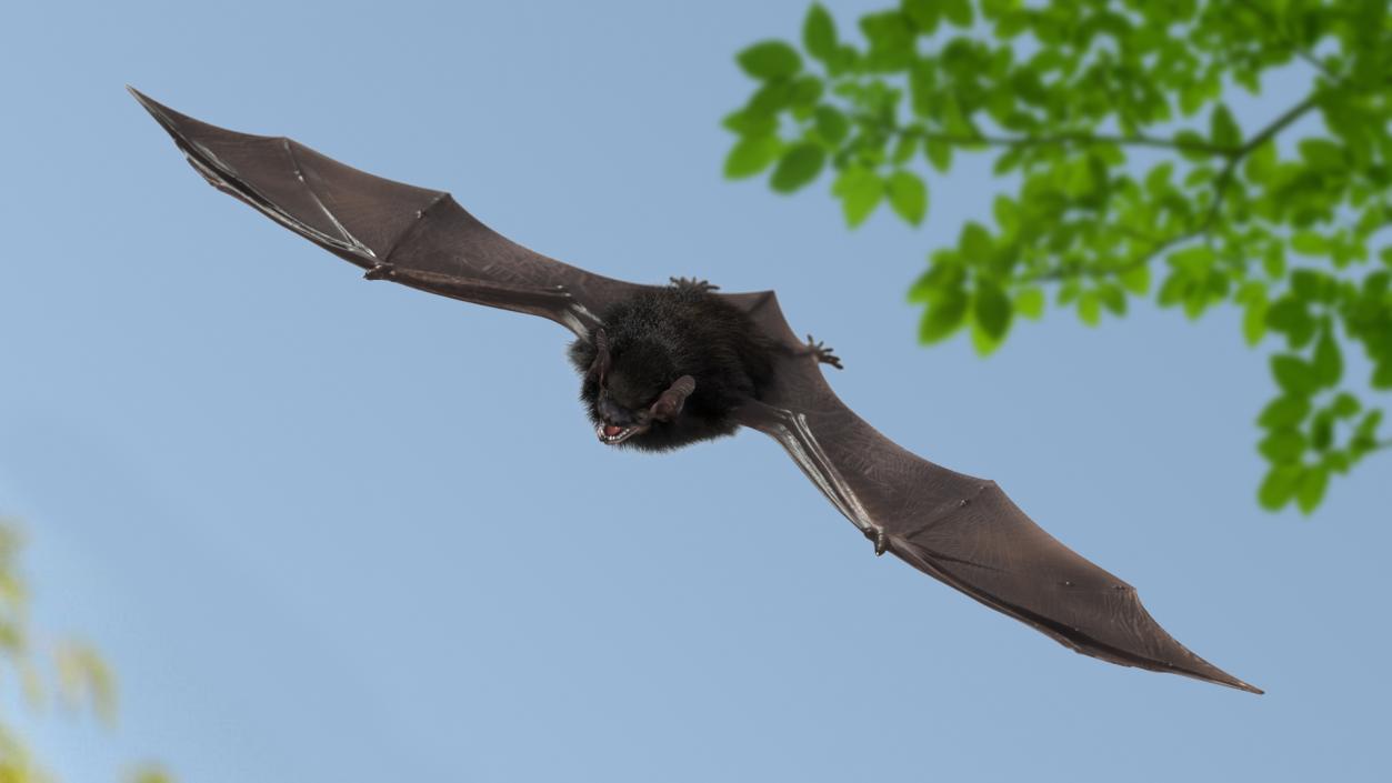 3D Black Bat Fur model