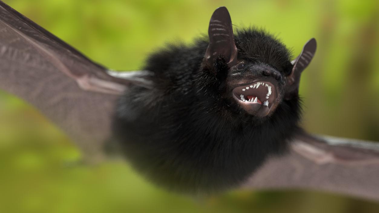 3D Black Bat Fur model