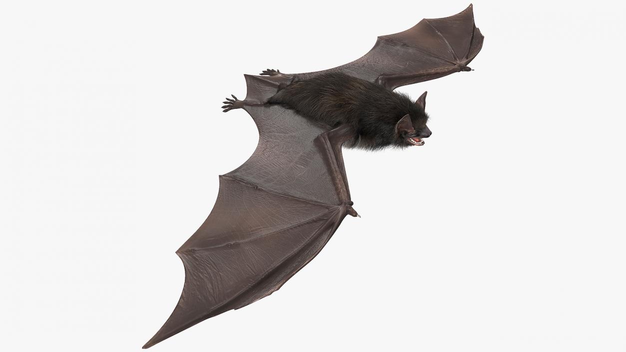 3D Black Bat Fur model