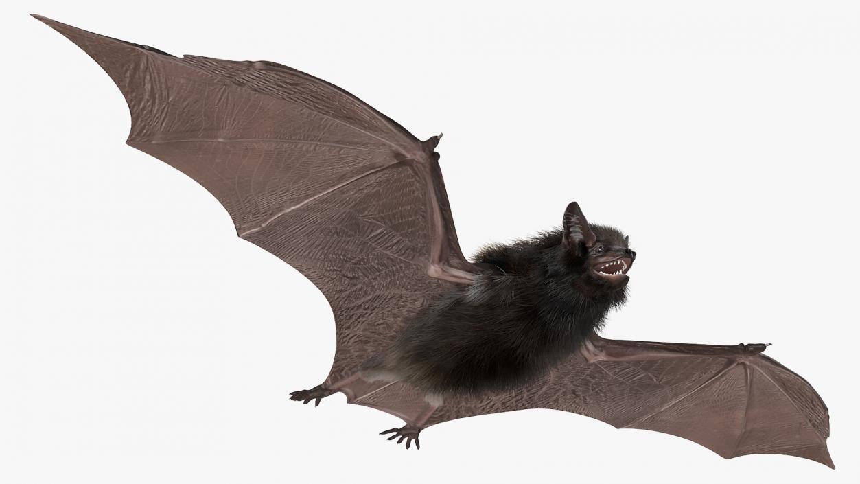 3D Black Bat Fur model