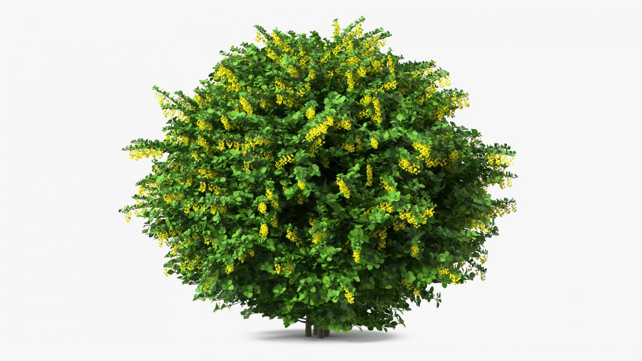 Berberis Shrub with Flowers 3D