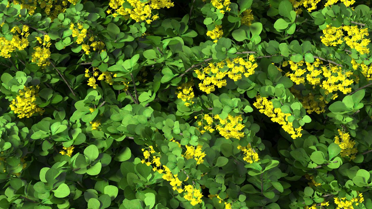 Berberis Shrub with Flowers 3D