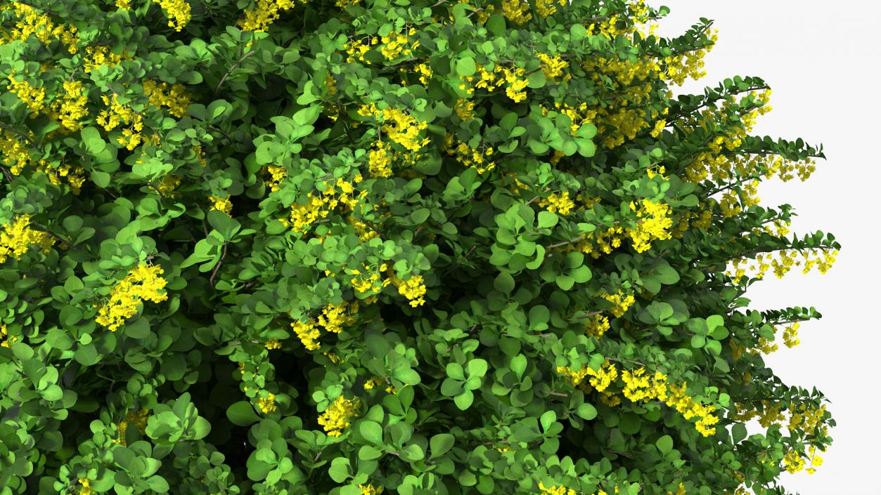 Berberis Shrub with Flowers 3D