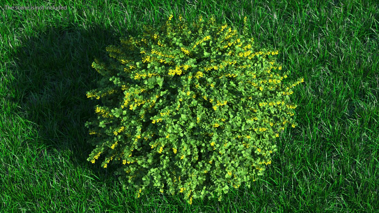 Berberis Shrub with Flowers 3D