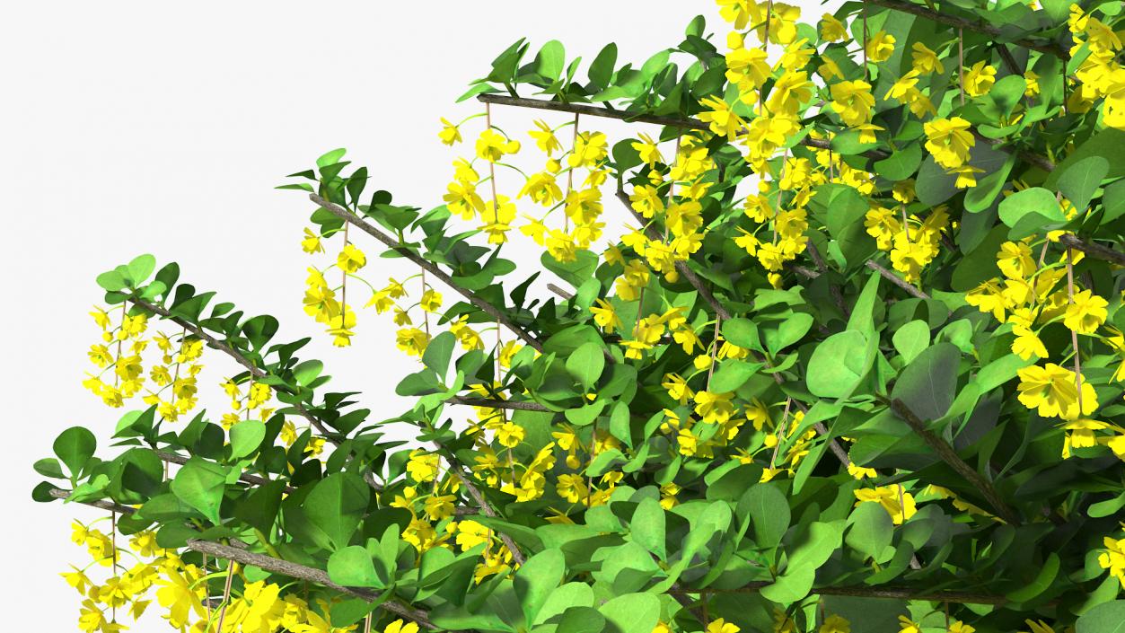 Berberis Shrub with Flowers 3D