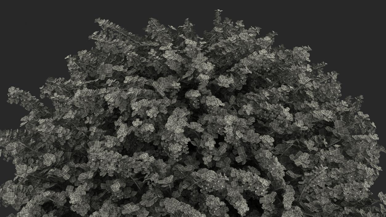 Berberis Shrub with Flowers 3D