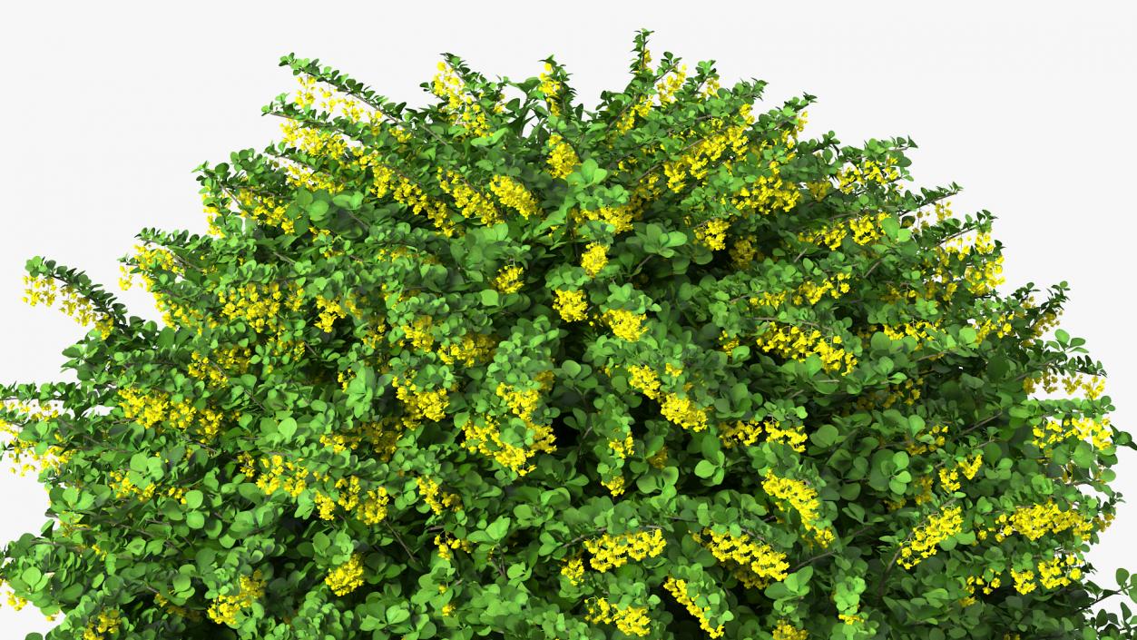 Berberis Shrub with Flowers 3D