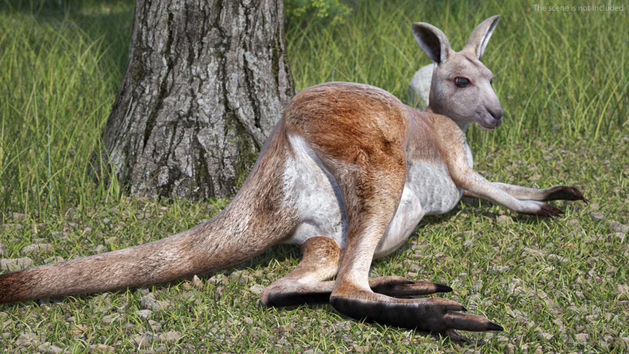 Female Kangaroo Rigged 3D