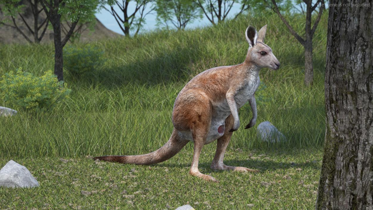 Female Kangaroo Rigged 3D