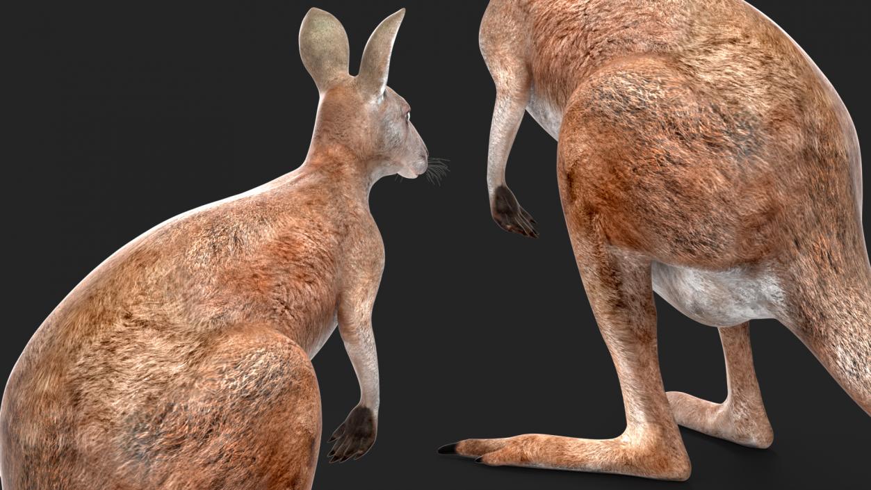 Female Kangaroo Rigged 3D