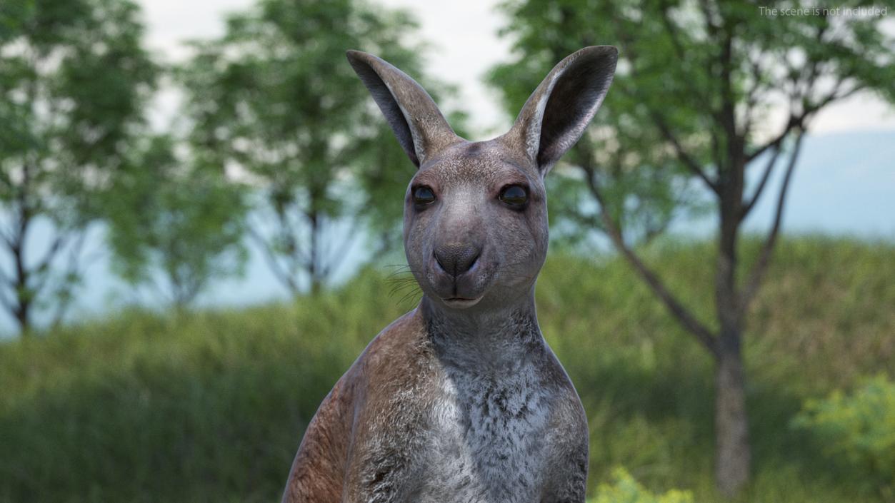 Female Kangaroo Rigged 3D