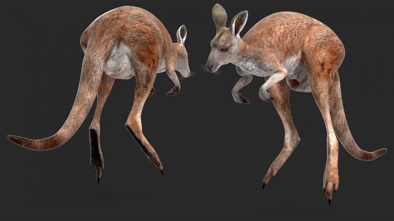 Female Kangaroo Rigged 3D