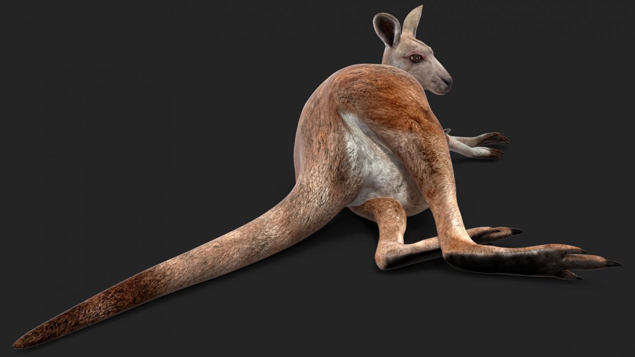 Female Kangaroo Rigged 3D