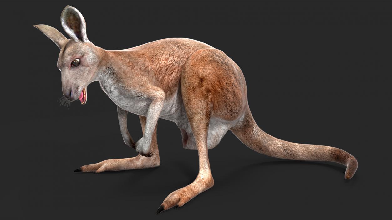 Female Kangaroo Rigged 3D