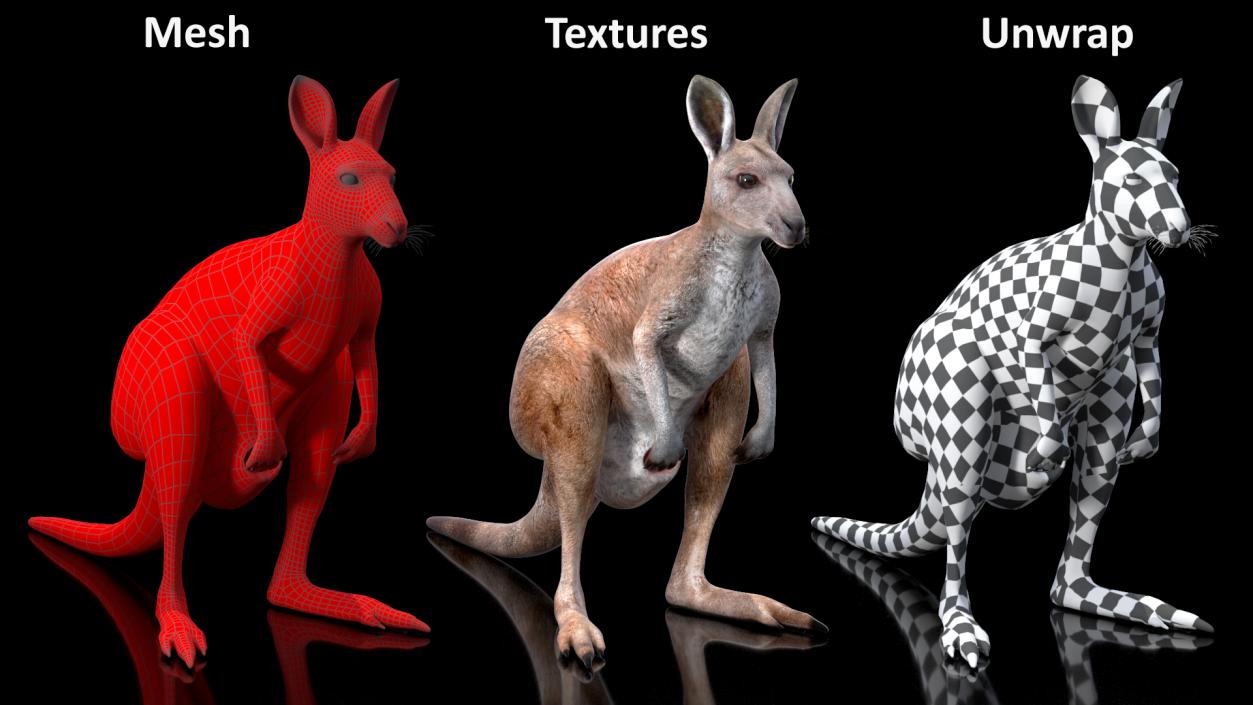 Female Kangaroo Rigged 3D