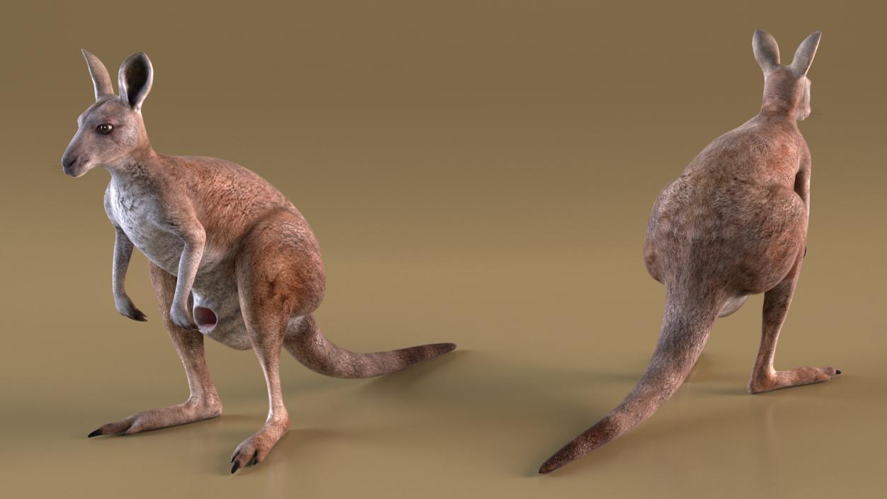 Female Kangaroo Rigged 3D