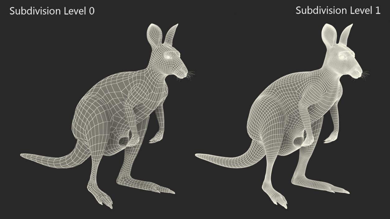 Female Kangaroo Rigged 3D