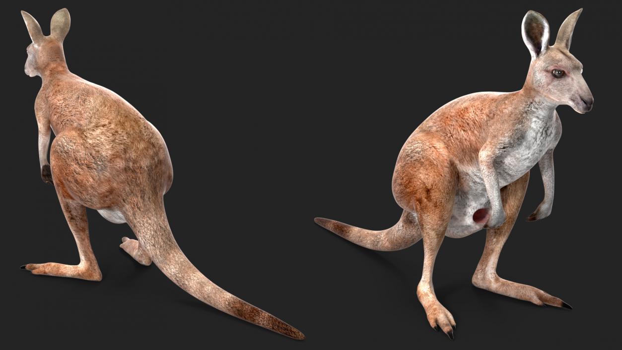 Female Kangaroo Rigged 3D