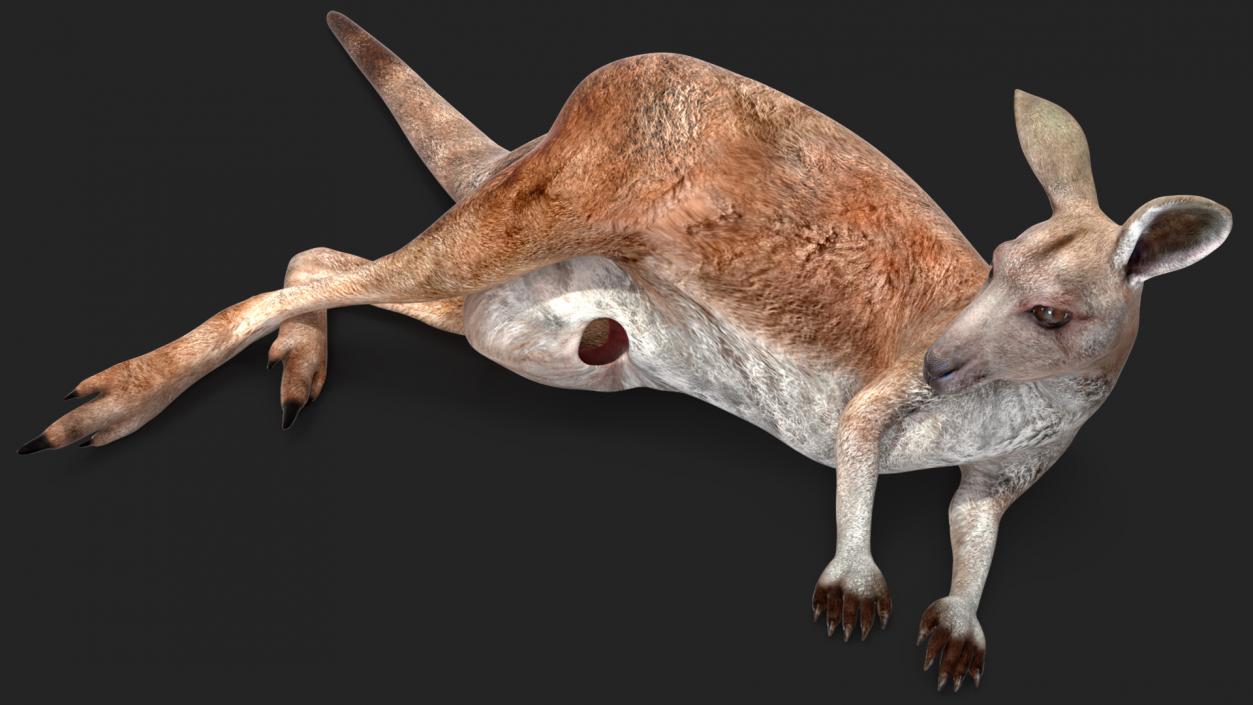 Female Kangaroo Rigged 3D