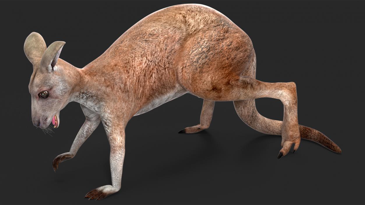 Female Kangaroo Rigged 3D