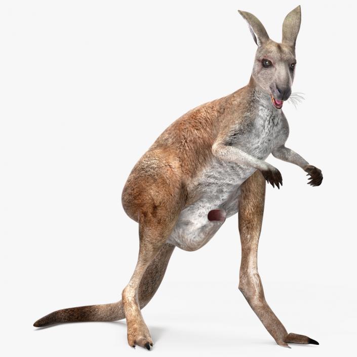 Female Kangaroo Rigged 3D