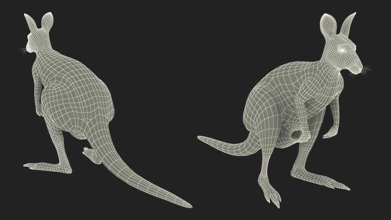 Female Kangaroo Rigged 3D