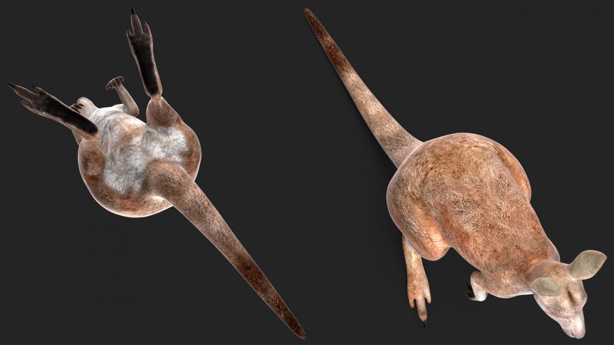 Female Kangaroo Rigged 3D