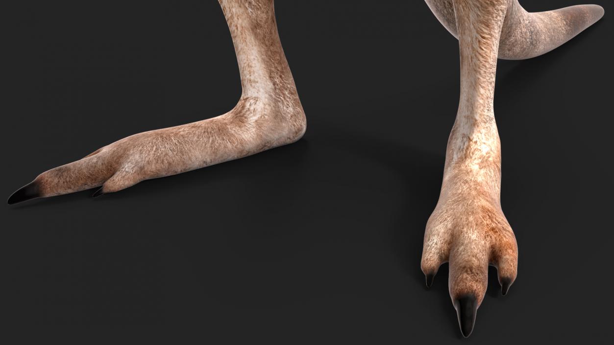 Female Kangaroo Rigged 3D