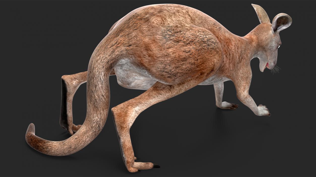 Female Kangaroo Rigged 3D