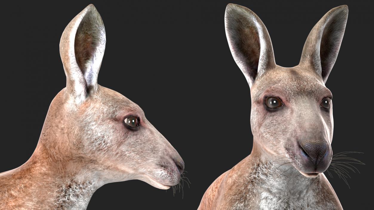 Female Kangaroo Rigged 3D