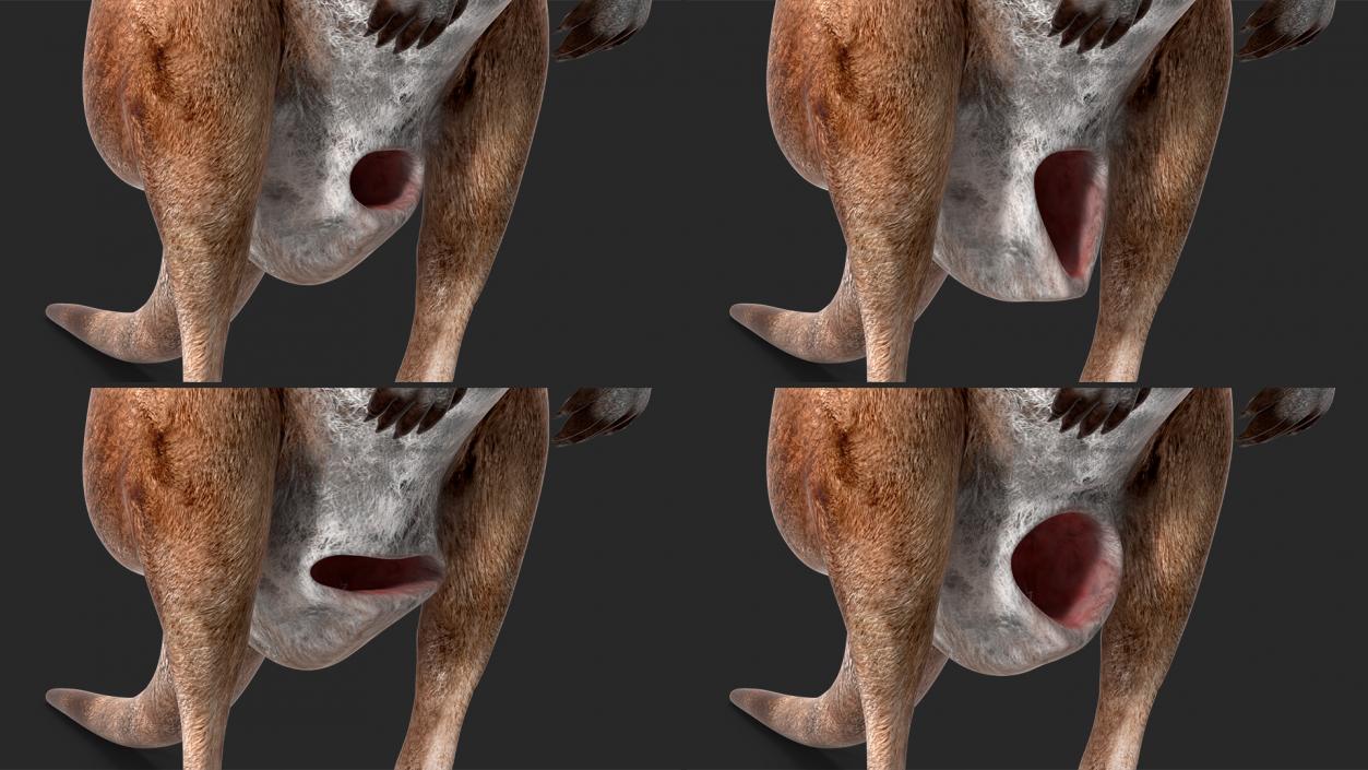 Female Kangaroo Rigged 3D