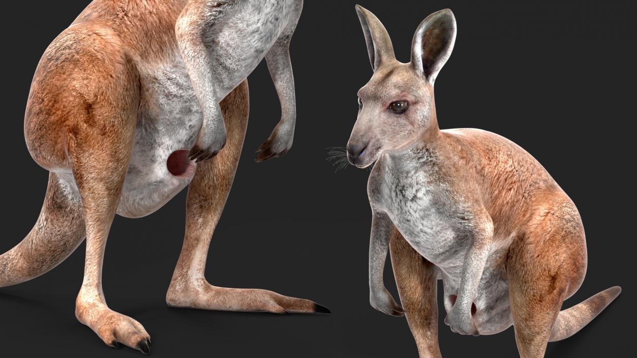 Female Kangaroo Rigged 3D