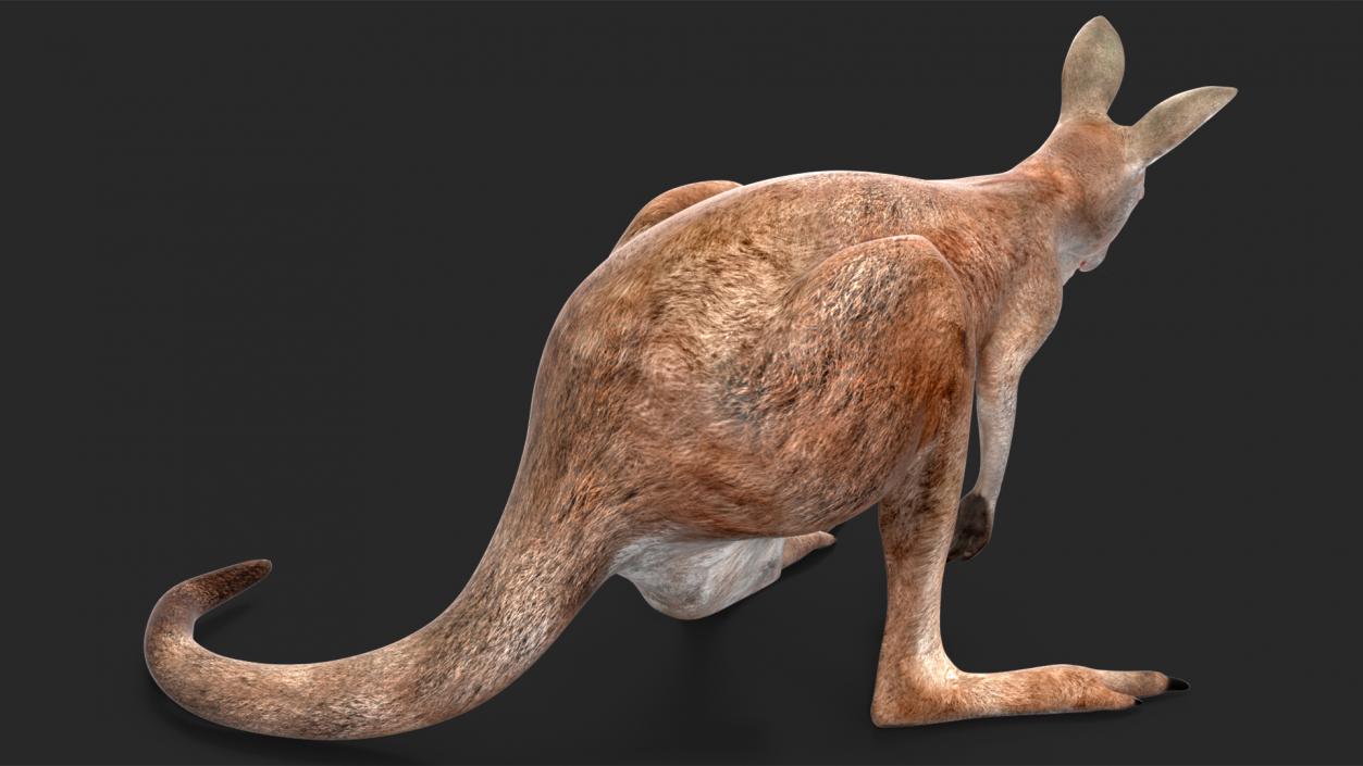 Female Kangaroo Rigged 3D