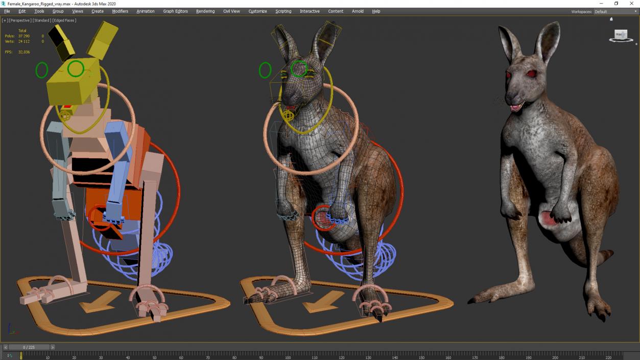 Female Kangaroo Rigged 3D