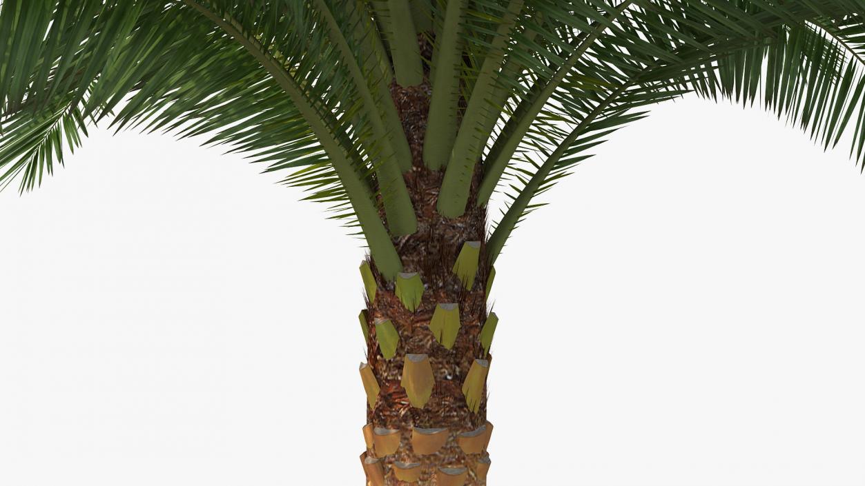 3D Palms Collection