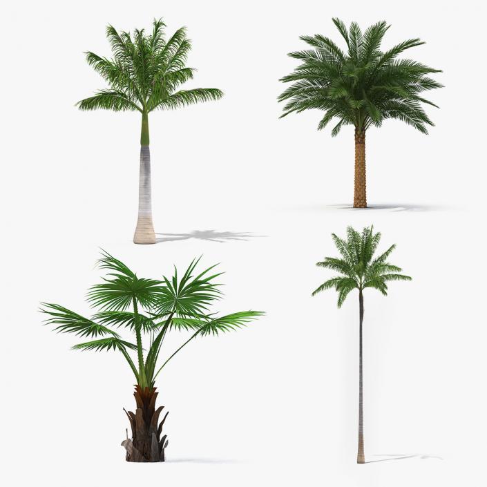 3D Palms Collection