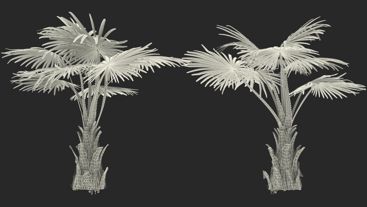 3D Palms Collection