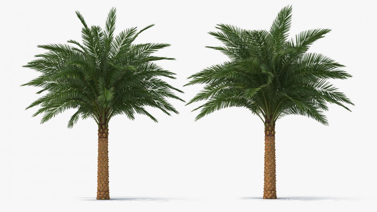 3D Palms Collection