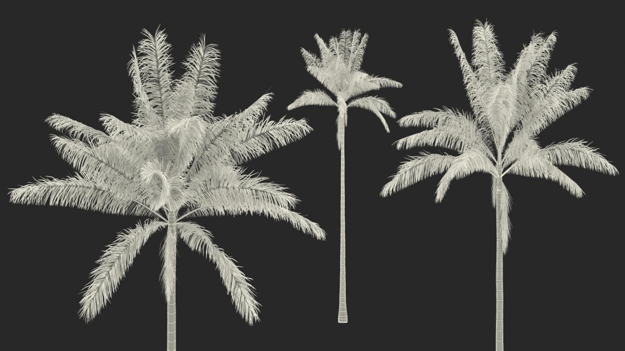 3D Palms Collection