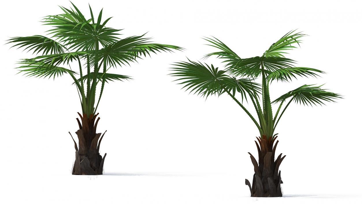 3D Palms Collection