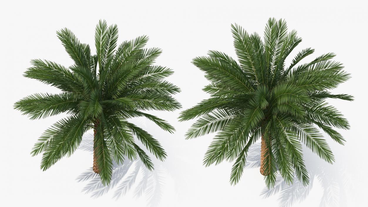 3D Palms Collection