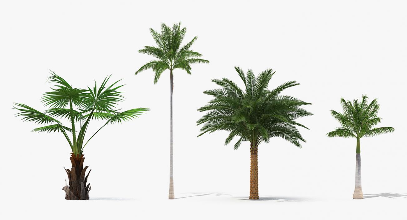 3D Palms Collection