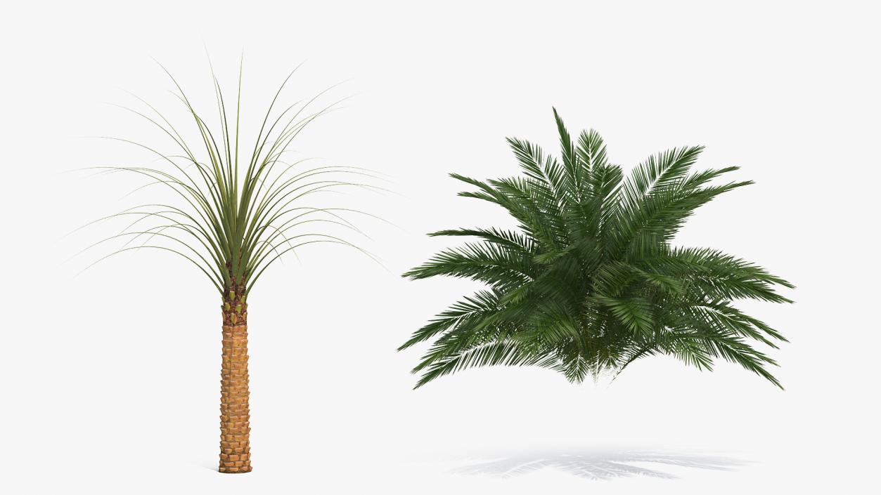 3D Palms Collection